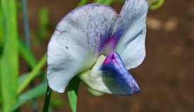 Lathyrus sativus